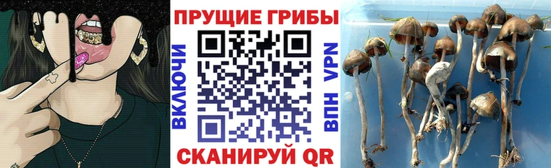 Купить закладки  Николаевск  Псилоцибиновые грибы Psilocybe 